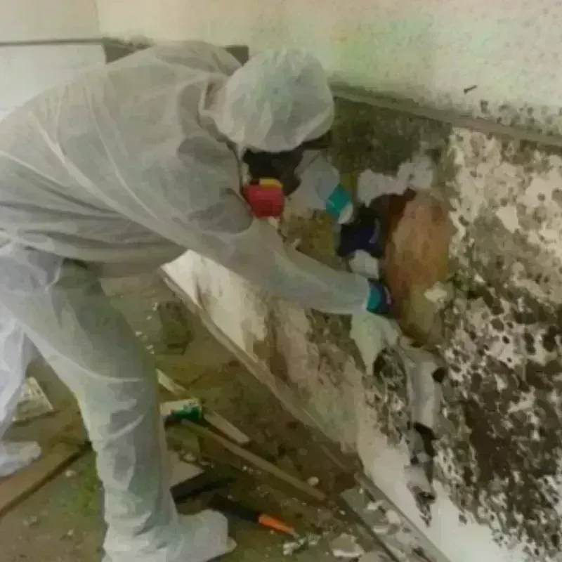 Mold Remediation and Removal in Paris, KY